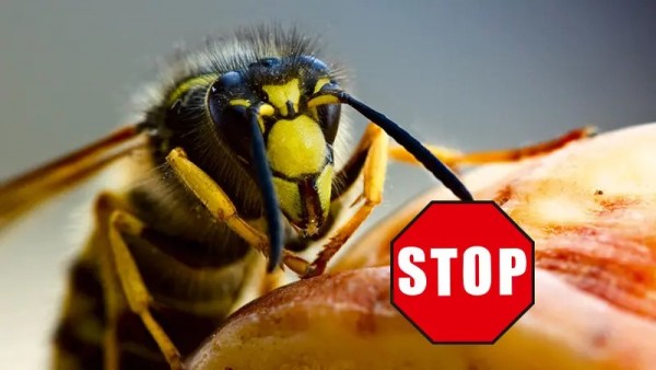 CareLine Insekten-STOP