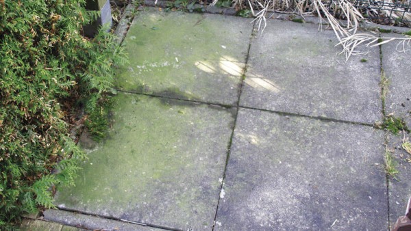 TecLine Grünbelagentferner -Konzentrat- Flasche