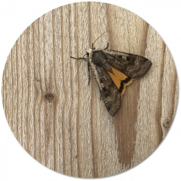 Terrassendiele Thermisch mod. Fichte TMT, fein gebürstet, 27 x 140 mm